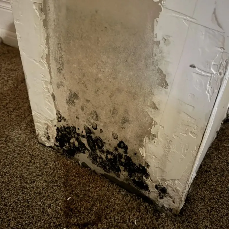 Professional Mold Removal in Northumberland County, VA